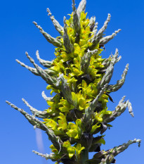 Puya Chilensis - Puya Chilensis - semená puye - 5 ks