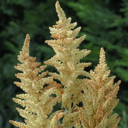 Láskavec Autumn Touch - Amaranthus caudatus - semená láskavca - 270 ks