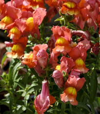 Papuľka nízka dvojkvetá Twinny Bronze - Antirrhinum majus - semená papuľky - 20 ks