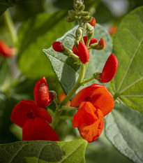 Hrachor Roma Scarlet - Lathyrus odoratus - semená hrachora - 15 ks