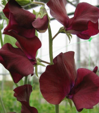 Hrachor Sunshine Burgundy - Lathyrus odoratus - semená hrachora - 12 ks