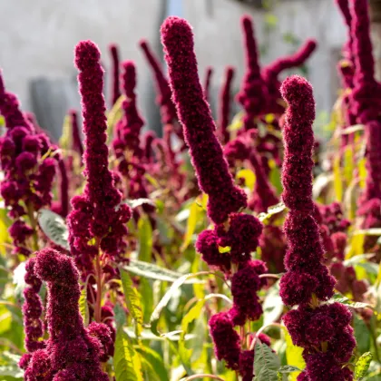 Láskavec krvavý - Amaranthus cruentus - semená láskavca - 270 ks