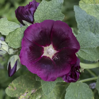 Topoľovka čierna - Alcea rosea nigra - semená topoľovky - 7 ks