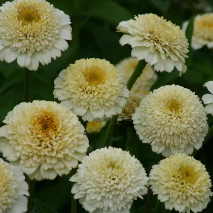 Cínia Zinderella White - Zinnia elegans - semená cínie - 20 ks