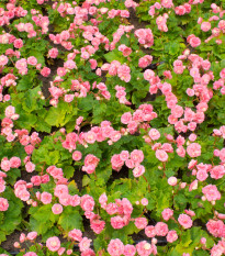 Begónie Big Pink Green Leaf F1 – Begonia benariensis – semená