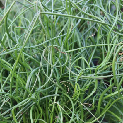 Sitina rozkladitá Spiralis - Juncus effusus - semená sitiny - 20ks