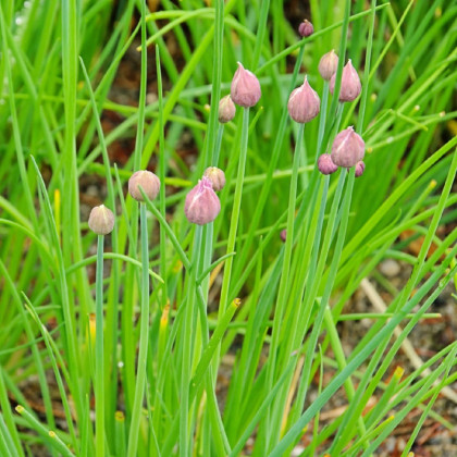 BIO pažítka - Allium schoenoprasum L. - bio semená pažítky - 200 ks
