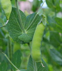 BIO Hrach dreňový skorý Zázrak z Kelvedonu - Pisum sativum - bio semená hrachu - 50 ks