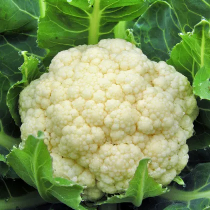 BIO Karfiol skorý Odysseus - Brassica oleracea - bio semená karfiolu - 20 ks