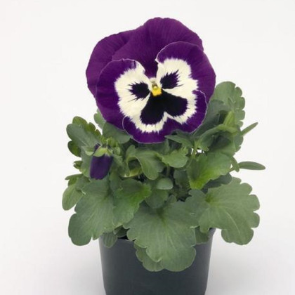 Fialka Inspire fialovobiela F1 - Viola x wittrockiana - semená fialky - 20 ks