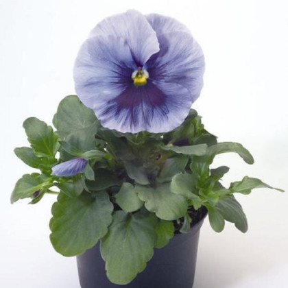 Fialka Inspire striebristo modrá s okom F1 - Viola x wittrockiana - semená fialky - 20 ks