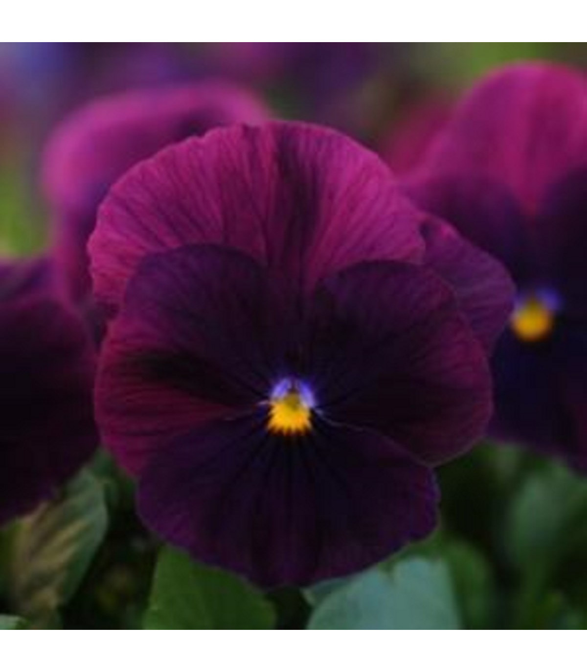 Sirôtka previsnutá Cool Wave Purple F1 - Viola x wittrockiana - semená sirôtky - 10 ks