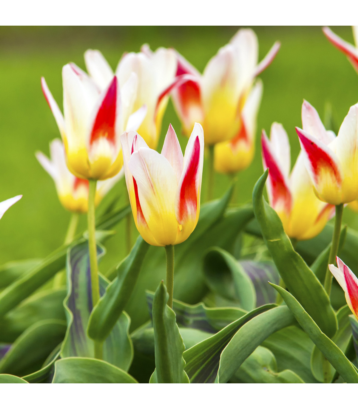 Tulipán Johann Strauss - holandské tulipány - 3 ks