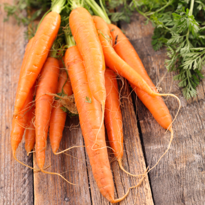BIO Mrkva raná Amiva - Daucus carota - bio semená mrkvy - 400 ks