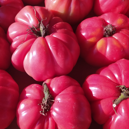 BIO Paradajka Bührer-Keel - Solanum lycopersicum - bio semená paradajky - 8 ks
