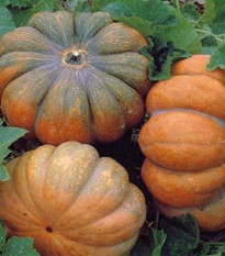 BIO Tekvica Muscat De Provence - Cucurbita moschata - bio semená tekvica - 5 ks