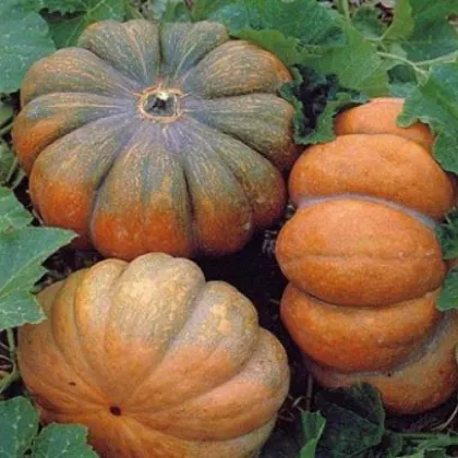 BIO Tekvica Muscat De Provence - Cucurbita moschata - bio semená tekvica - 5 ks