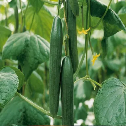 BIO uhorka šalátová Kalunga F1 - Cucumis sativus - bio semená uhorky - 4 ks