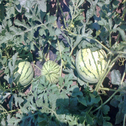 BIO melón cukrový Early Moonbeam - Citrullus lanatus - dyňa - bio semená melóna - 6 ks