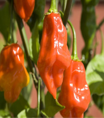 BIO chilli Habanero oranžové - Capsicum Chinense - bio semená papriky - 6 ks