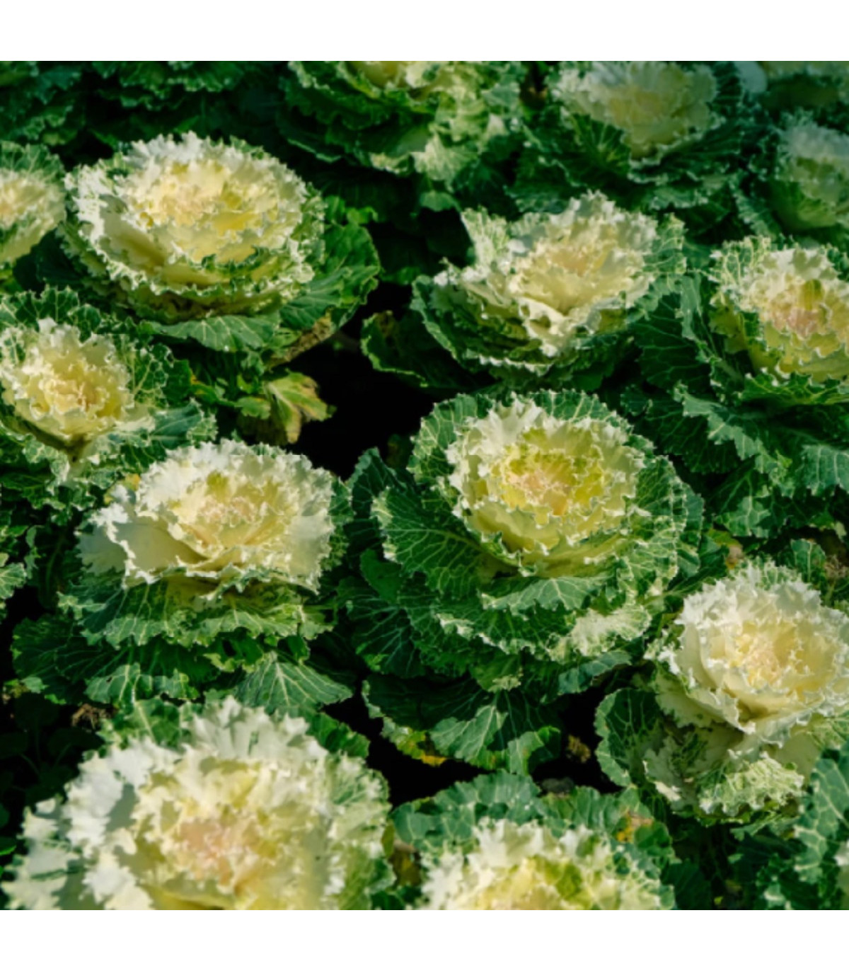 Okrasná kapusta Nagoya F1 biela - Brassica oleracea - semená - 20 ks