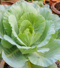 Kapusta biela poloneskorá Pourovo - Brassica oleracea - semená kapusty - 200 ks