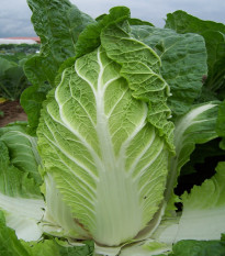 Pekingská kapusta Hilton - Brassica pekinensis - semená kapusty - 100 ks