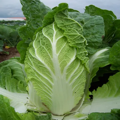 Pekingská kapusta Hilton - Brassica pekinensis - semená kapusty - 100 ks