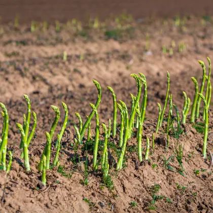 Špargľa lekárska Mary Washington - Asparagus officinalis - semená špargle - 20 ks