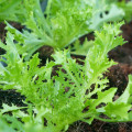 Mizuna Waido - Brassica campestris Japonica - semená mizúny - 30 ks