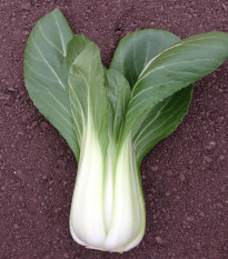 Pak Choi Chifu F1 - Brassica rapa chinensis - semená pak choi - 50 ks