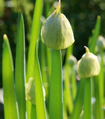 Cibuľa zimná Welsh - Allium fistulosum L. - semená - 400 ks