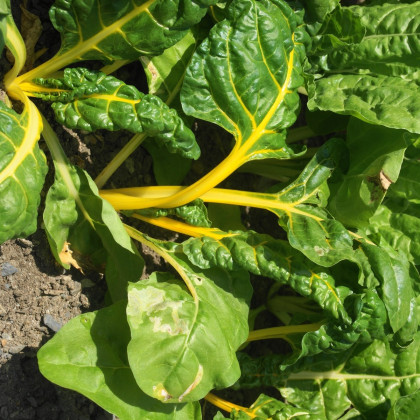 Mangold žltý Giallo - Beta vulgaris - semená - 30 ks