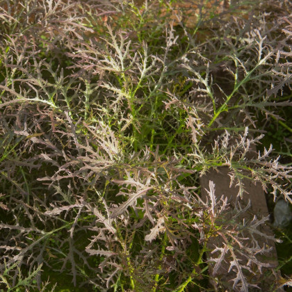 Divoká rukola červená Agano - Brassica juncea - semená rukoly - 150 ks
