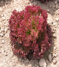 Šalát listový kučeravý Crimson - Lactuca sativa L. - semená šalátu - 300 ks