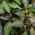 Chilli čierne maďarské - Capsicum annuum - semená chilli - 6 ks