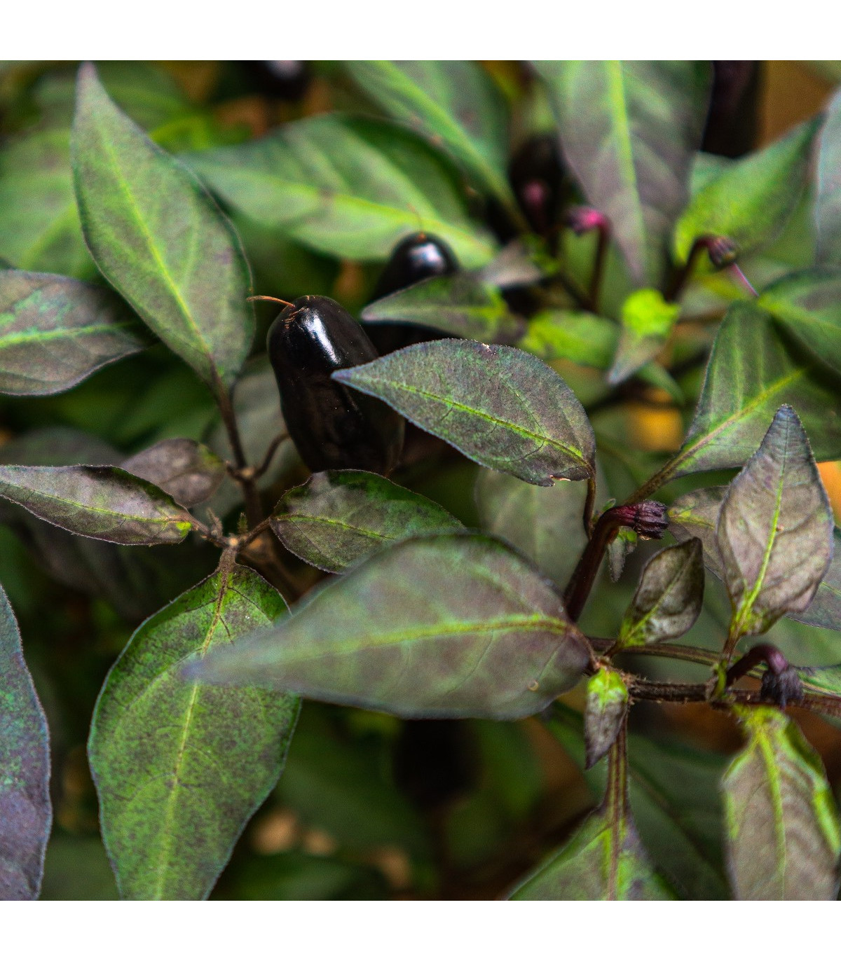 Chilli čierne maďarské - Capsicum annuum - semená chilli - 6 ks