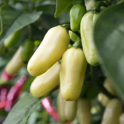 Chilli Habanero biele - Capsicum Chinense - semená chilli - 6 ks