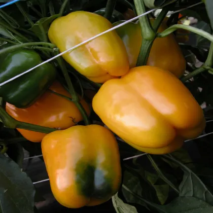 Paprika Mystery - Capsicum annuum - semena papriky - 15 ks