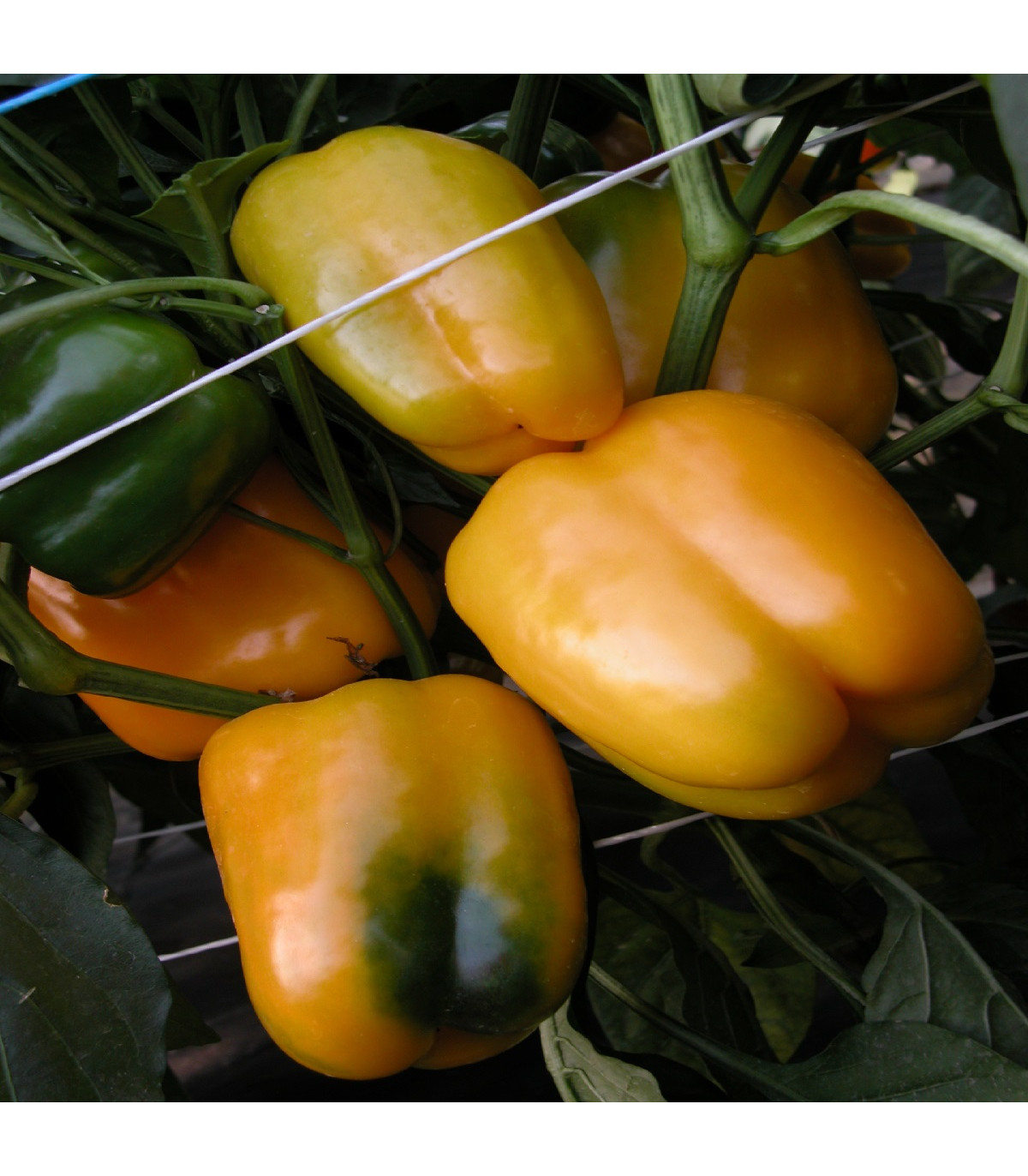 Paprika Mystery - Capsicum annuum - semena papriky - 15 ks