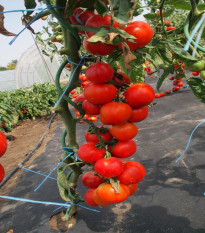 Paradajka Uragan F1 - Solanum lycopersicum - semená paradajky - 30 ks