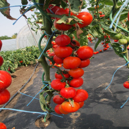 Paradajka Uragan F1 - Solanum lycopersicum - semená paradajky - 30 ks