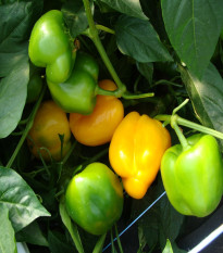 Paprika Afrodita - Capsicum annuum - semená papriky - 20 ks