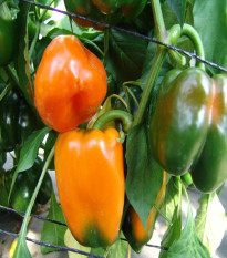 Paprika Kubista roční F1 - Capsicum annuum - semena papriky - 10 ks