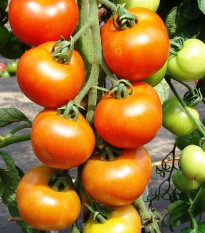 Paradajka Orkado F1 - Solanum lycopersicum - semená paradajky - 30 ks