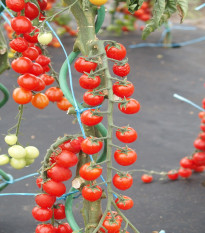 Paradajka ríbezľová Curranto F1 - Solanum lycopersicum - semená paradajky - 10 ks