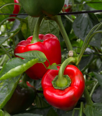 Paprika California Wonder - Capsicum annuum - semená papriky - 20 ks