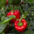 Paprika California Wonder - Capsicum annuum - semená papriky - 20 ks