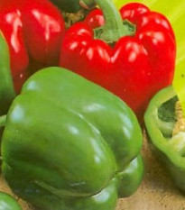 Paprika Yolo Wonder - Capsicum annuum - semená papriky - 20 ks