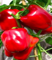 Paprika Roberta F1 - Capsicum annuum - semená papriky - 6 ks